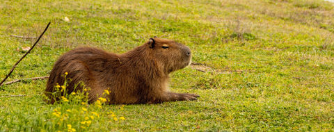 capybara allongé