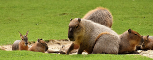 Combien coûte un capybara ?