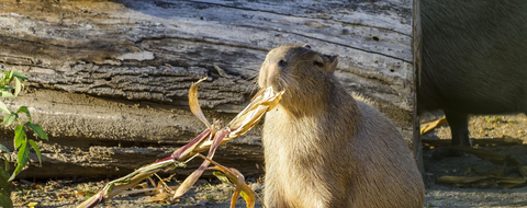 Que mange le capybara ?