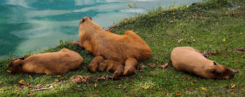 Capybara : origine, alimentation, prix & où le voir en France